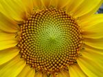 espiral_de_semillas_de_girasol